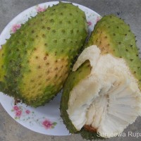 Annona muricata L.